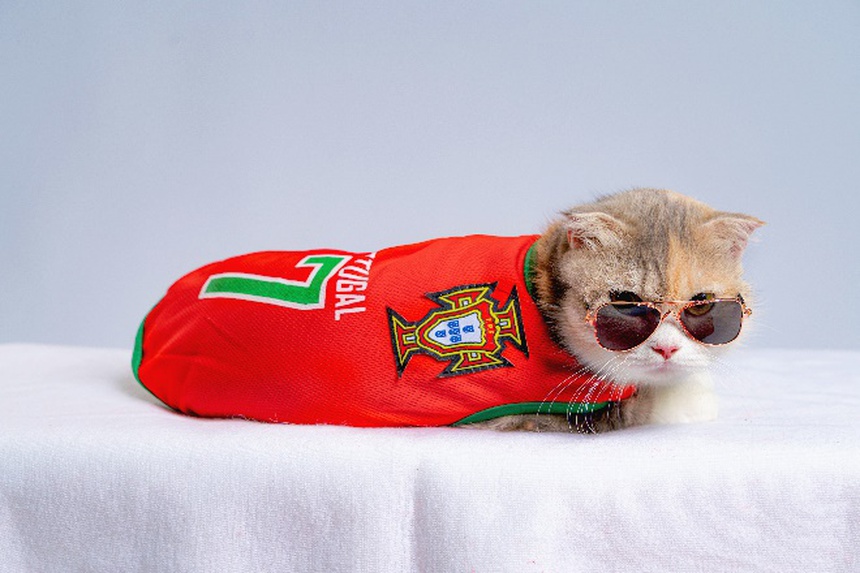 Dân tình phát sốt với cặp thú cưng dẫn đầu minigame ''Boss tiên tri'' khi liên tiếp đoán trúng đội thắng mùa World Cup - Ảnh 1. Dân tình phát sốt với cặp thú cưng dẫn đầu minigame ''Boss tiên tri'' khi liên tiếp đoán trúng đội thắng mùa World Cup - Ảnh 1.