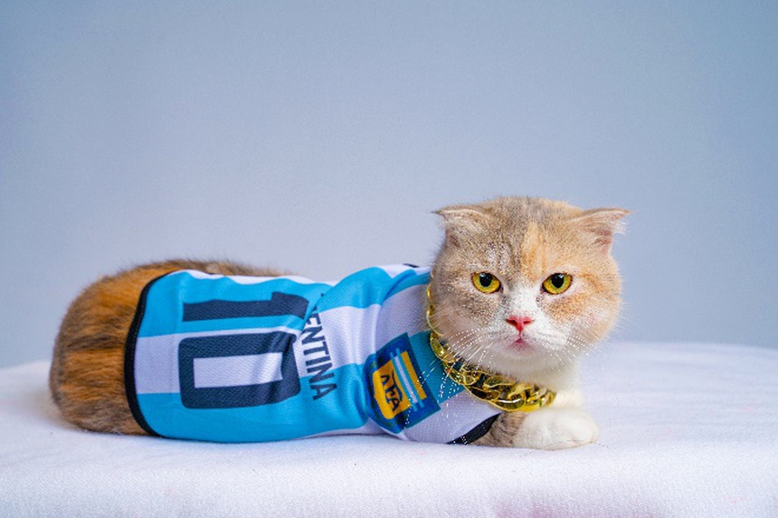 Dân tình phát sốt với cặp thú cưng dẫn đầu minigame ''Boss tiên tri'' khi liên tiếp đoán trúng đội thắng mùa World Cup - Ảnh 2. Dân tình phát sốt với cặp thú cưng dẫn đầu minigame ''Boss tiên tri'' khi liên tiếp đoán trúng đội thắng mùa World Cup - Ảnh 2.