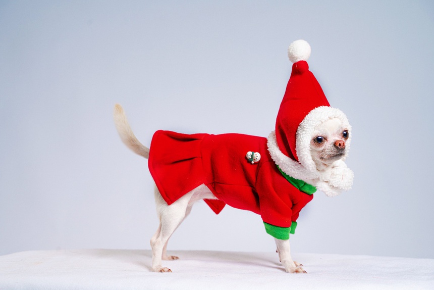 Dân tình phát sốt với cặp thú cưng dẫn đầu minigame ''Boss tiên tri'' khi liên tiếp đoán trúng đội thắng mùa World Cup - Ảnh 4. Dân tình phát sốt với cặp thú cưng dẫn đầu minigame ''Boss tiên tri'' khi liên tiếp đoán trúng đội thắng mùa World Cup - Ảnh 4.