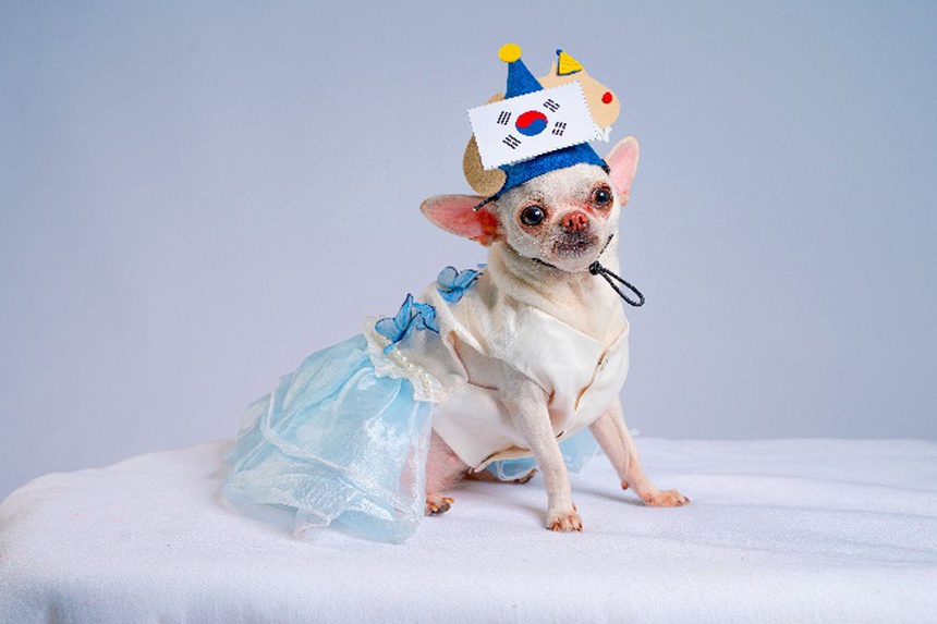 Dân tình phát sốt với cặp thú cưng dẫn đầu minigame ''Boss tiên tri'' khi liên tiếp đoán trúng đội thắng mùa World Cup - Ảnh 5. Dân tình phát sốt với cặp thú cưng dẫn đầu minigame ''Boss tiên tri'' khi liên tiếp đoán trúng đội thắng mùa World Cup - Ảnh 5.