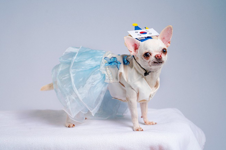 Dân tình phát sốt với cặp thú cưng dẫn đầu minigame ''Boss tiên tri'' khi liên tiếp đoán trúng đội thắng mùa World Cup - Ảnh 6. Dân tình phát sốt với cặp thú cưng dẫn đầu minigame ''Boss tiên tri'' khi liên tiếp đoán trúng đội thắng mùa World Cup - Ảnh 6.