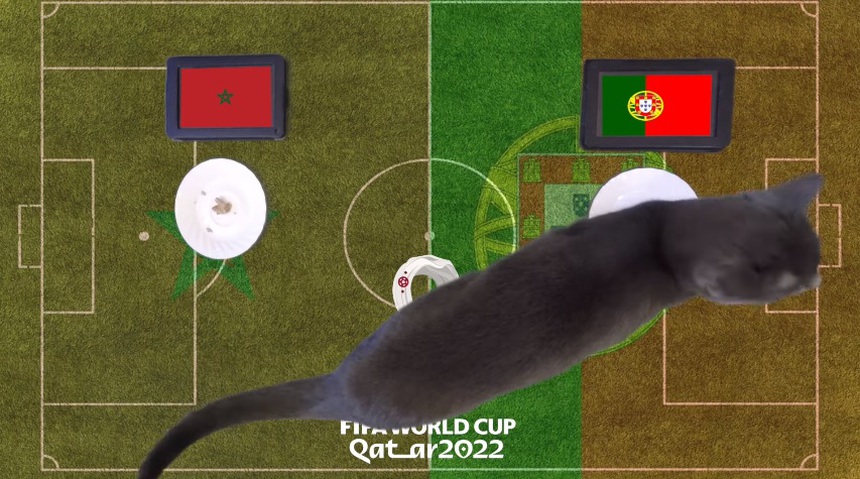 Những con thú dự đoán thế nào về các trận còn lại của vòng tứ kết World Cup 2022? - Ảnh 2.