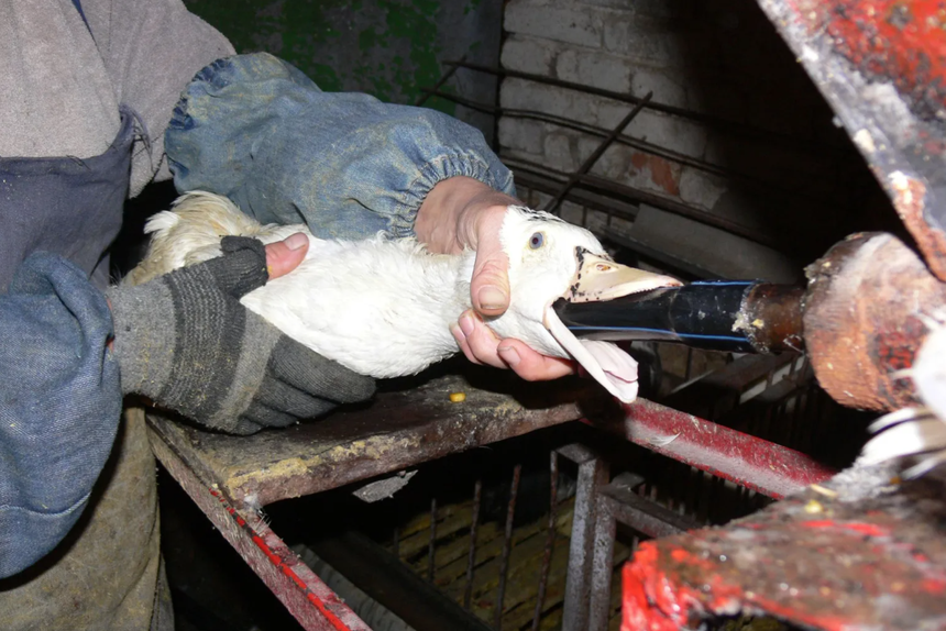 2 món ăn của giới nhà giàu gây phẫn nộ vì cách làm quá tàn nhẫn - Ảnh 3. 2 món ăn của giới nhà giàu gây phẫn nộ vì cách làm quá tàn nhẫn - Ảnh 3.