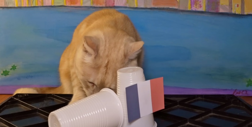 Các thú 'tiên tri' dự đoán thế nào về trận chung kết World Cup 2022? - Ảnh 3.