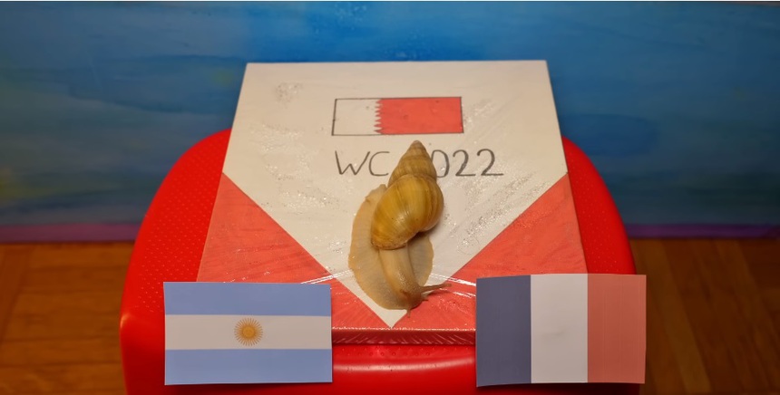 Các thú 'tiên tri' dự đoán thế nào về trận chung kết World Cup 2022? - Ảnh 4.