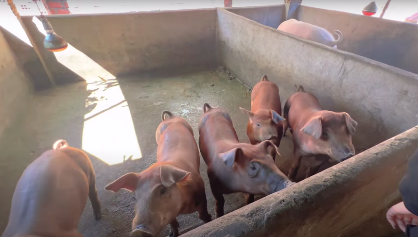 Cơ ngơi tại Tây Nguyên của Siu Black - giám khảo ngồi 'ghế nóng' lâu nhất 'Vietnam Idol' - Ảnh 4.