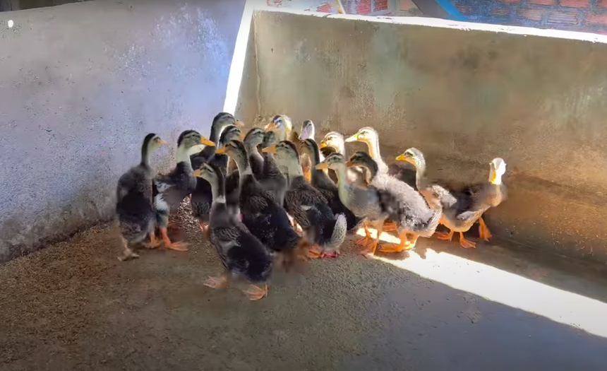 Cơ ngơi tại Tây Nguyên của Siu Black - giám khảo ngồi 'ghế nóng' lâu nhất 'Vietnam Idol' - Ảnh 5.