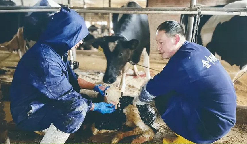 Người đàn ông thế chấp nhà để nuôi lợn 'chạy bộ', bỏ 200 triệu đồng để mua lợn què, bất ngờ thu chục tỷ chỉ sau vài năm - Ảnh 3. Người đàn ông thế chấp nhà để nuôi lợn 'chạy bộ', bỏ 200 triệu đồng để mua lợn què, bất ngờ thu chục tỷ chỉ sau vài năm - Ảnh 3.