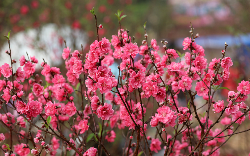 Tại sao Tết đến cứ phải mua hoa đào? - Ảnh 7. Tại sao Tết đến cứ phải mua hoa đào? - Ảnh 7.