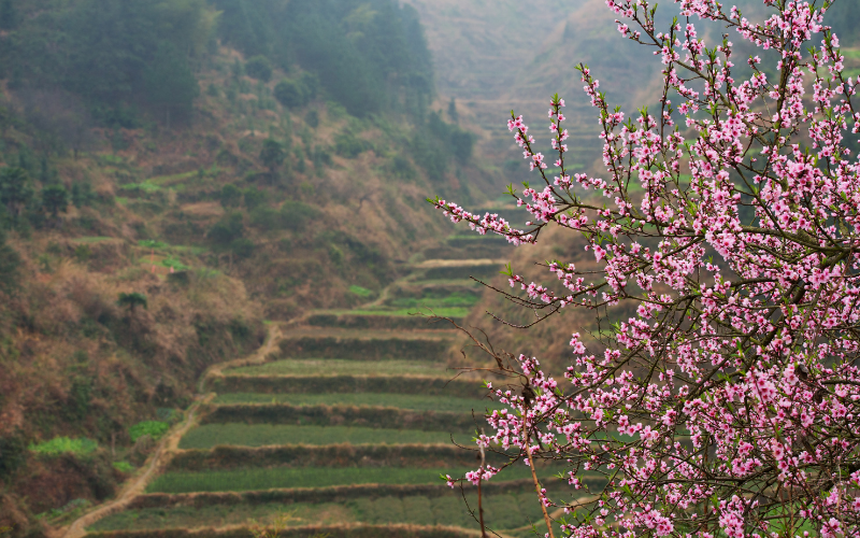 Tại sao Tết đến cứ phải mua hoa đào? - Ảnh 6. Tại sao Tết đến cứ phải mua hoa đào? - Ảnh 6.