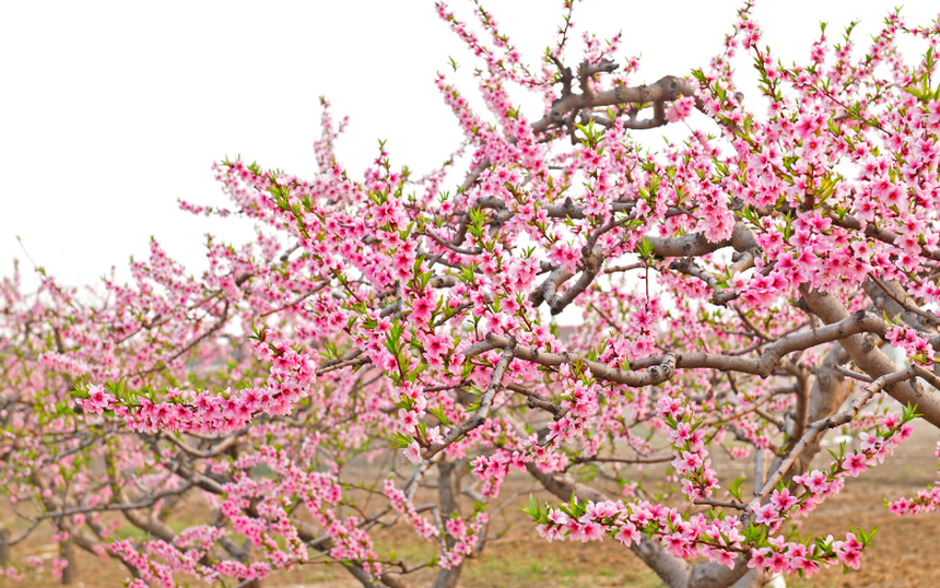 Tại sao Tết đến cứ phải mua hoa đào? - Ảnh 2. Tại sao Tết đến cứ phải mua hoa đào? - Ảnh 2.