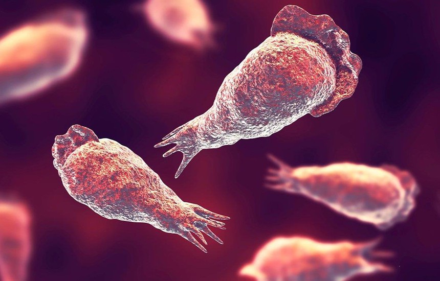 Bệnh nhân đầu tiên tại Hàn Quốc nhiễm và tử vong do amip 'ăn não người' - Ảnh 1. Bệnh nhân đầu tiên tại Hàn Quốc nhiễm và tử vong do amip 'ăn não người' - Ảnh 1.