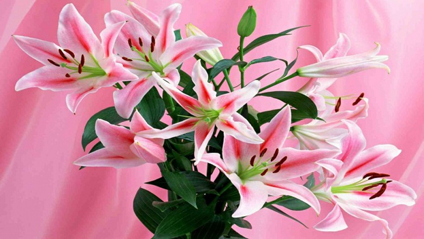 Những loài hoa nên có trong ngày Tết để thu hút tài lộc - Ảnh 7. Những loài hoa nên có trong ngày Tết để thu hút tài lộc - Ảnh 7.