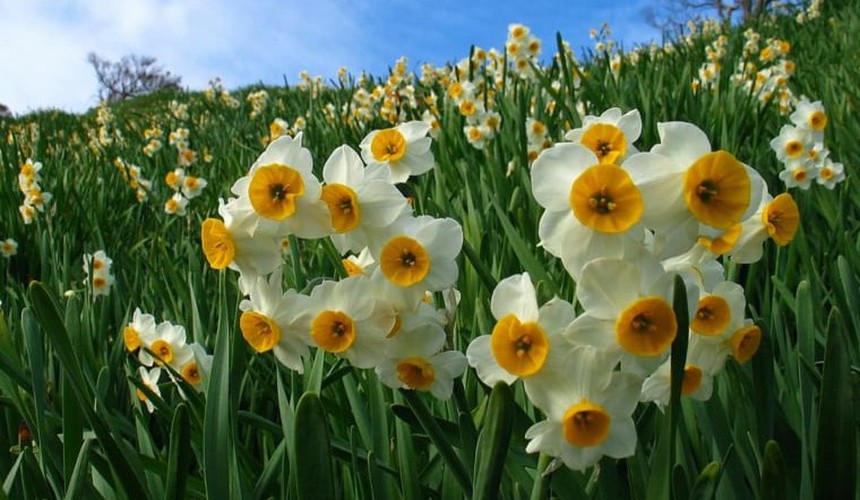 Những loài hoa nên có trong ngày Tết để thu hút tài lộc - Ảnh 4. Những loài hoa nên có trong ngày Tết để thu hút tài lộc - Ảnh 4.