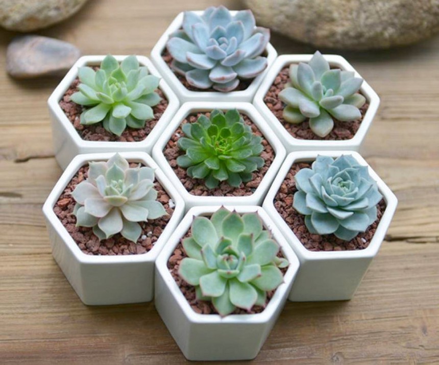 Những loại cây cảnh giúp 12 con giáp đón lộc vào nhà dịp Tết Quý Mão  - Ảnh 10.