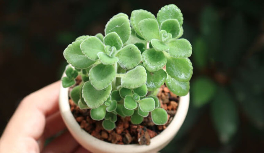 Những loại cây cảnh giúp 12 con giáp đón lộc vào nhà dịp Tết Quý Mão  - Ảnh 12.