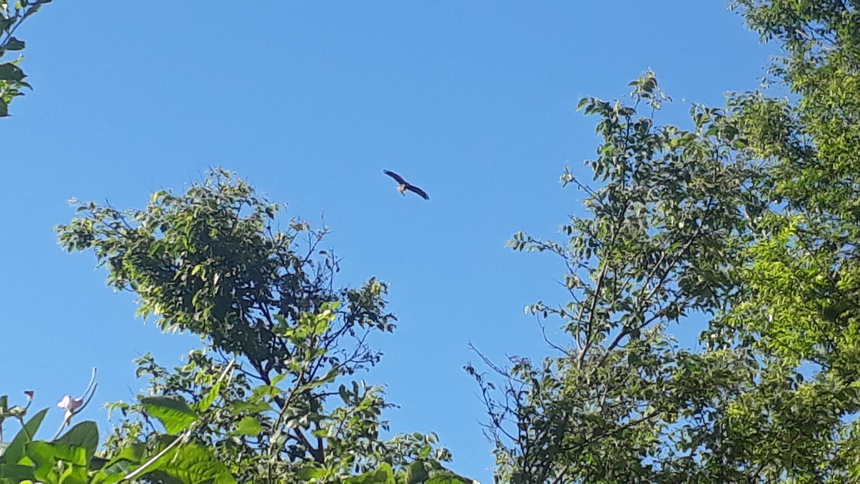 Ấn Độ du ký (kỳ 4): Cái ăn, cái mặc, miếng trầu, chợ búa... - Ảnh 1.