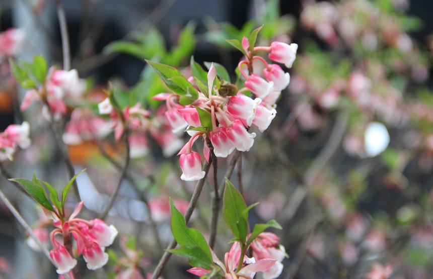 Loài hoa vừa đẹp vừa lạ mắt dự báo 'hot trend' trong dịp Tết Nguyên đán 2023 - Ảnh 3.