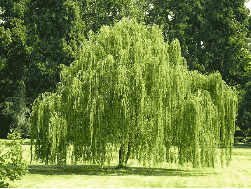 Tuyệt đối không trồng 4 loại cây này trước cửa nhà, cả - Ảnh 2.