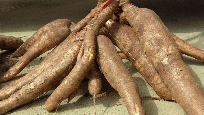 BV Bạch Mai cảnh báo 7 thực phẩm cực độc cần tránh xa: Đều là đồ ăn quen thuộc ngày Tết nhưng có thể gây co giật, phù não và tử vong nhanh chóng - Ảnh 7.