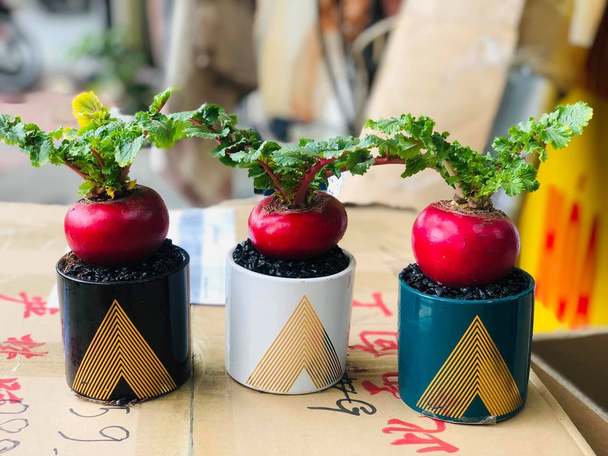 5 cây cảnh mang phú quý tài lộc vào nhà ngày Tết: Có loài sống được trăm năm, quên tưới nước vẫn xanh tốt - Ảnh 1. 5 cây cảnh mang phú quý tài lộc vào nhà ngày Tết: Có loài sống được trăm năm, quên tưới nước vẫn xanh tốt - Ảnh 1.