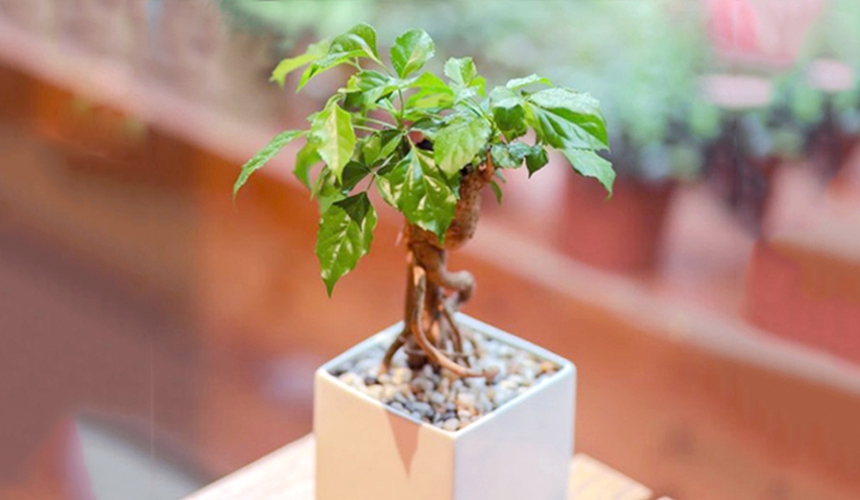 Những loại cây cảnh mang tài lộc, may mắn vào nhà dịp Tết  - Ảnh 5.