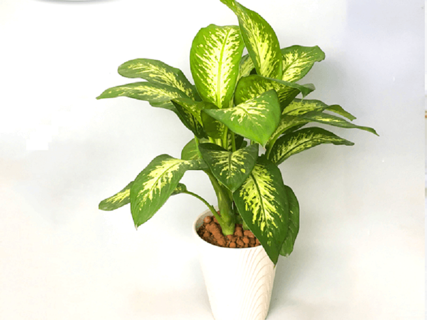 Những loại cây cảnh mang tài lộc, may mắn vào nhà dịp Tết  - Ảnh 1.