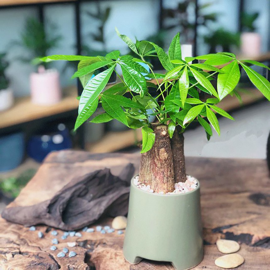 Những loại cây cảnh mang tài lộc, may mắn vào nhà dịp Tết  - Ảnh 4.