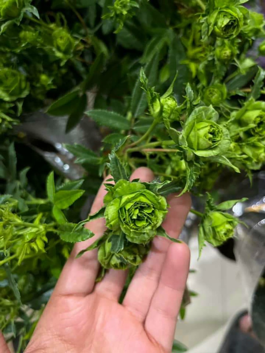 Chậu hồng xanh cả bông lẫn nụ - Ảnh 3. Chậu hồng xanh cả bông lẫn nụ - Ảnh 3.