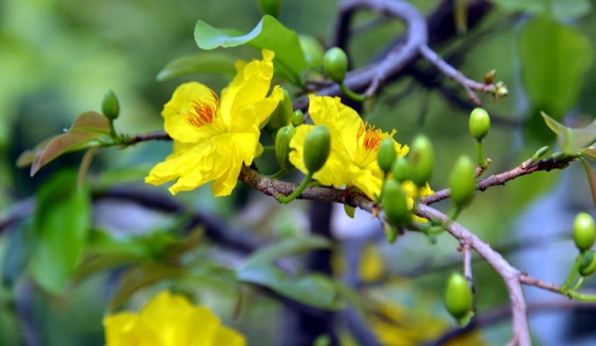 Hoa mai vàng - nét Xuân phương Nam - Ảnh 1.