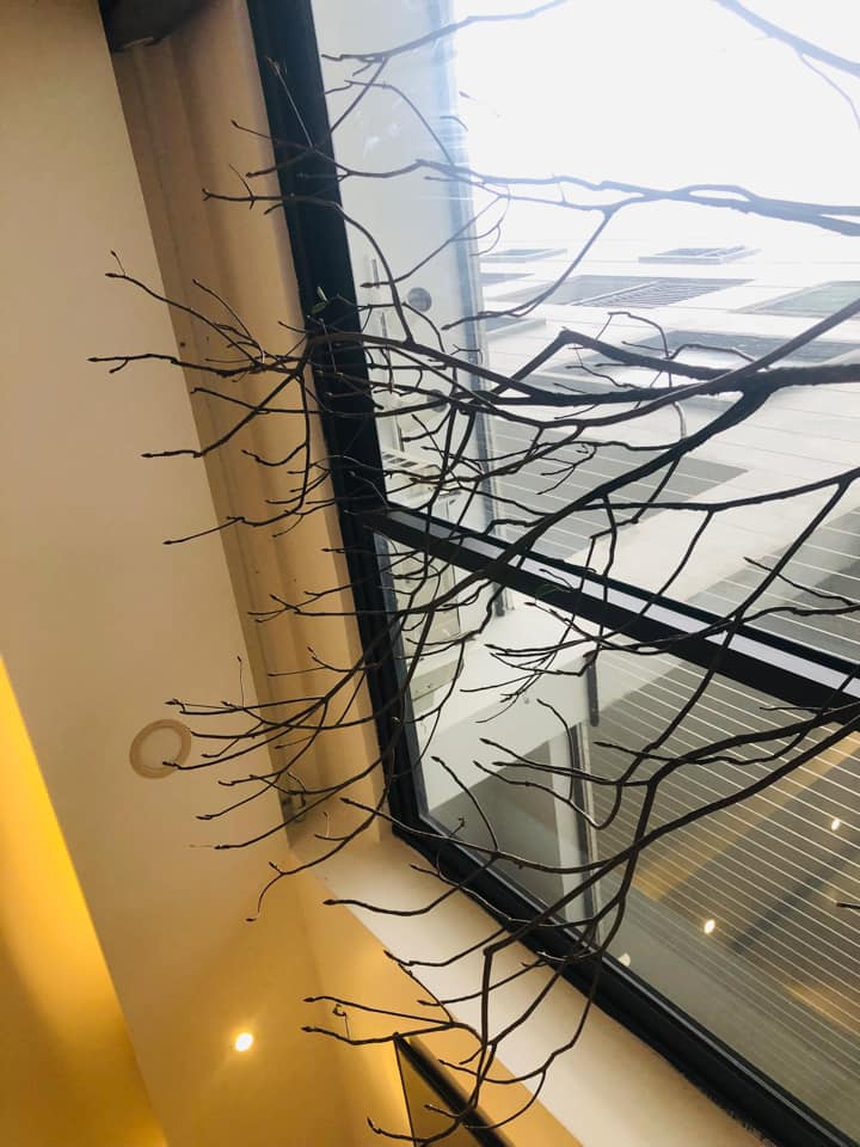 Dân mạng “khóc thét” vì chưng tuyết mai ngày Tết mà tưởng cành củi khô: Mùa xuân đến rồi sao hoa mãi chưa nở??? - Ảnh 8.