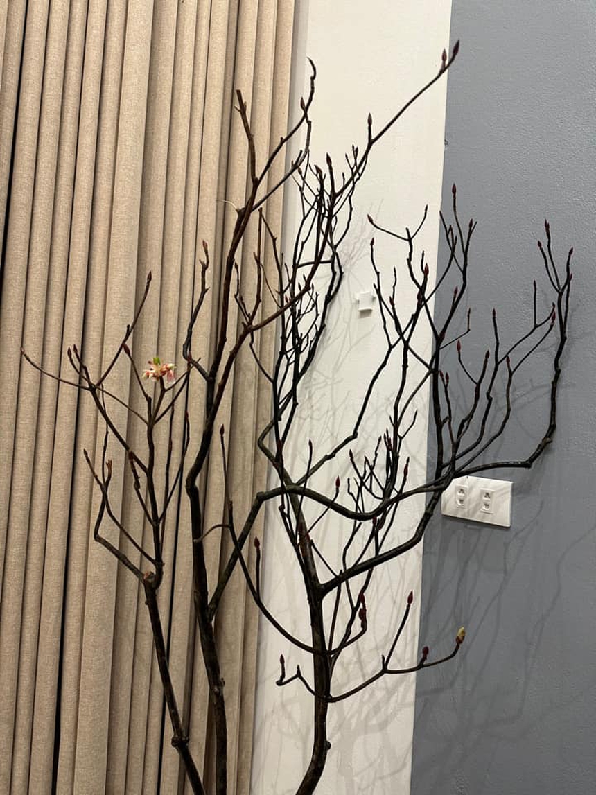 Dân mạng “khóc thét” vì chưng tuyết mai ngày Tết mà tưởng cành củi khô: Mùa xuân đến rồi sao hoa mãi chưa nở??? - Ảnh 2.