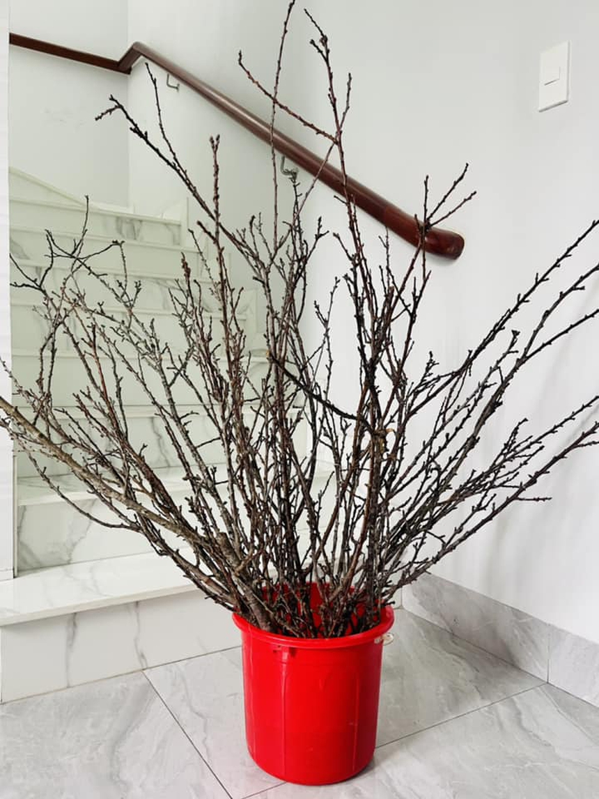 Dân mạng “khóc thét” vì chưng tuyết mai ngày Tết mà tưởng cành củi khô: Mùa xuân đến rồi sao hoa mãi chưa nở??? - Ảnh 7.