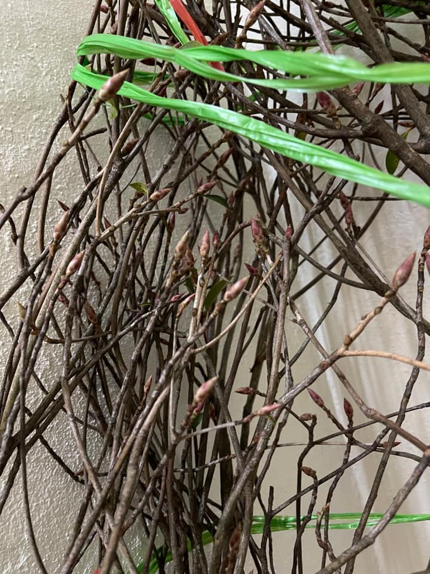 Dân mạng “khóc thét” vì chưng tuyết mai ngày Tết mà tưởng cành củi khô: Mùa xuân đến rồi sao hoa mãi chưa nở??? - Ảnh 10.