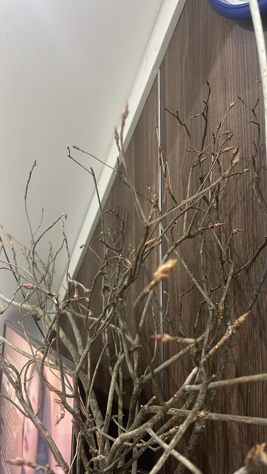 Dân mạng “khóc thét” vì chưng tuyết mai ngày Tết mà tưởng cành củi khô: Mùa xuân đến rồi sao hoa mãi chưa nở??? - Ảnh 1.