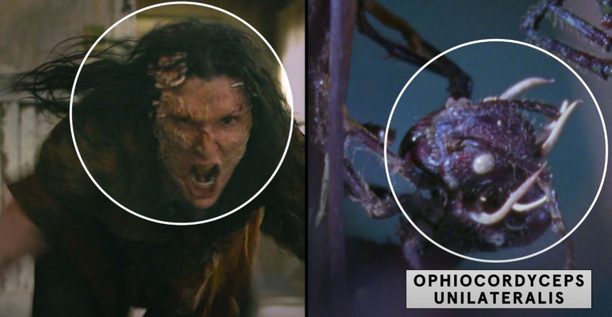 Giải mã loài nấm ký sinh có thể biến vật chủ thành ‘zombie’ đã truyền cảm hứng cho The Last Of Us - Ảnh 2. Giải mã loài nấm ký sinh có thể biến vật chủ thành ‘zombie’ đã truyền cảm hứng cho The Last Of Us - Ảnh 2.