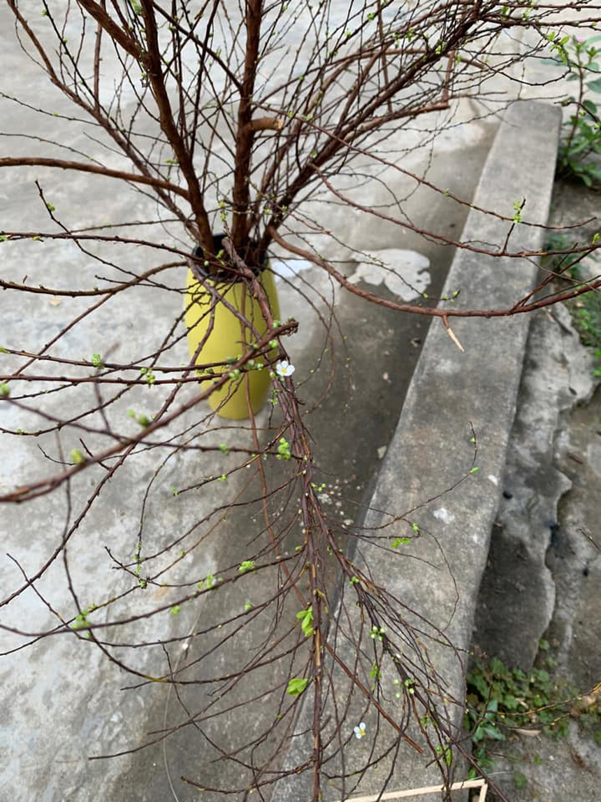 30 Tết nhưng "đại chiến" tuyết mai vẫn chưa có hồi kết: Người vẫn hoàn củi khô, nhà nở hoa rực rỡ - Ảnh 8.