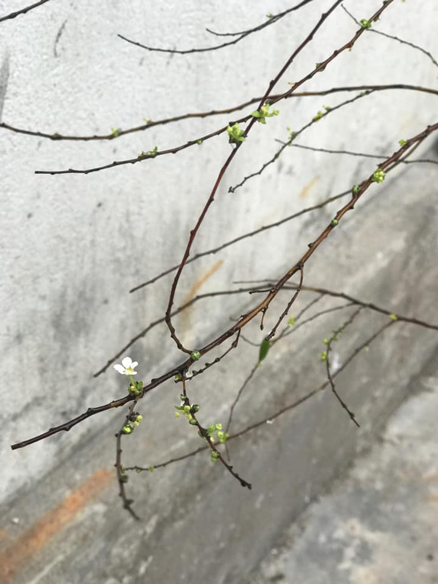 30 Tết nhưng "đại chiến" tuyết mai vẫn chưa có hồi kết: Người vẫn hoàn củi khô, nhà nở hoa rực rỡ - Ảnh 7.