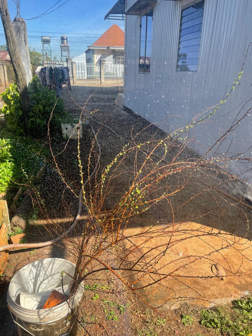 30 Tết nhưng "đại chiến" tuyết mai vẫn chưa có hồi kết: Người vẫn hoàn củi khô, nhà nở hoa rực rỡ - Ảnh 4.