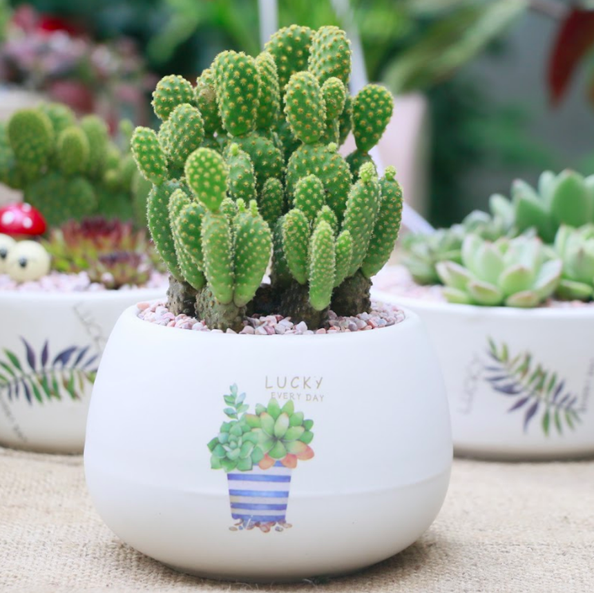 Năm mới đừng mua 5 loại cây này về chưng, kẻo thu hút vận xui, khiến gia đạo bất hòa  - Ảnh 4.