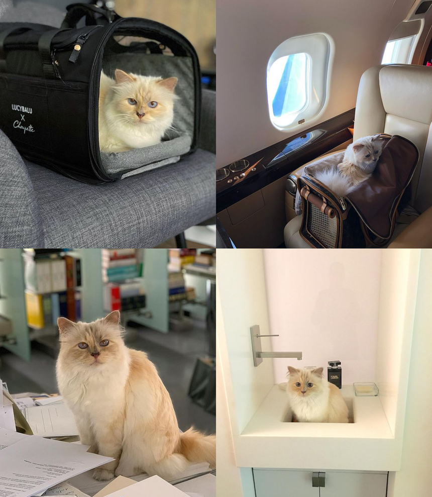 'Nàng thơ mèo' của Chanel: Được cố NTK Karl Lagerfeld 'nâng như nâng trứng', có Instagram hơn 130k followers, thậm chí sở hữu gia tài 13 triệu đô - Ảnh 13.