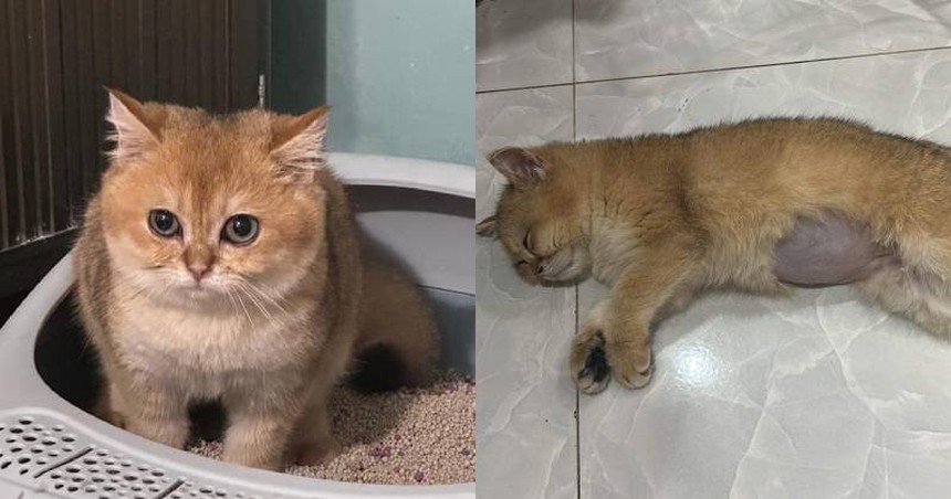 Vụ chú mèo bị đứa trẻ hành hạ và giấu xác: Câu nói 'Con nít có biết gì đâu' đã khiến nạn nhân phải đưa mèo đi nhập viện, hỏng mabook và loạt đồ đắt đỏ khác - Ảnh 2.