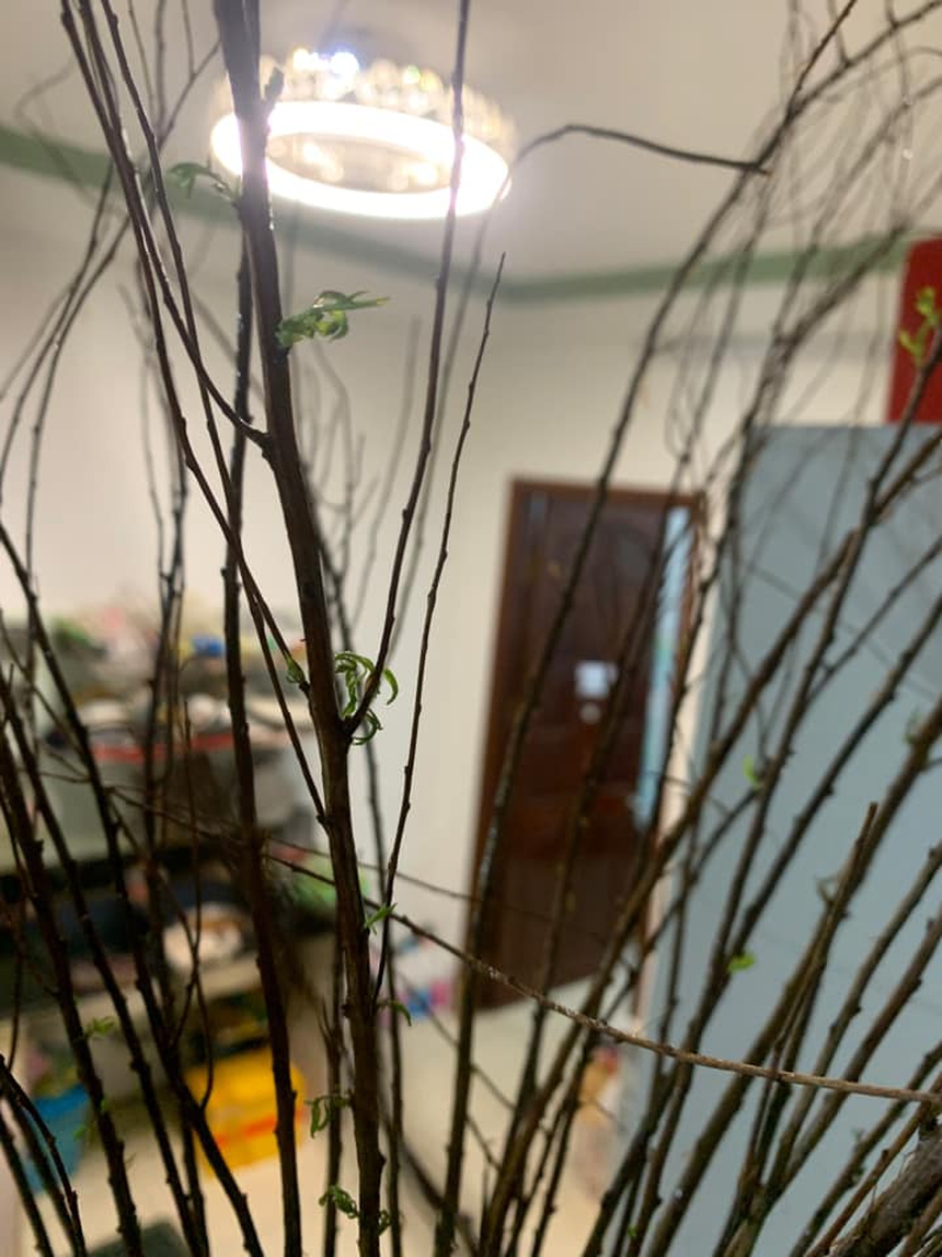 Chuyện chẳng của riêng ai: Chơi tuyết mai đến giờ gần hết Tết vẫn chưa thấy nở hoa - Ảnh 9.