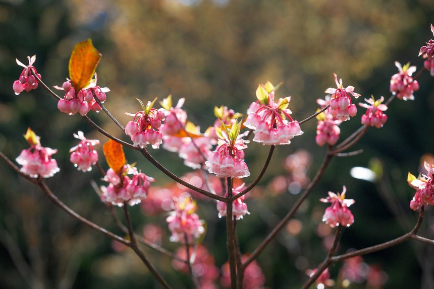 Ngập tràn không khí Tết trong Lễ hội Vạn sắc hoa xuân tại Bà Nà - Ảnh 3.