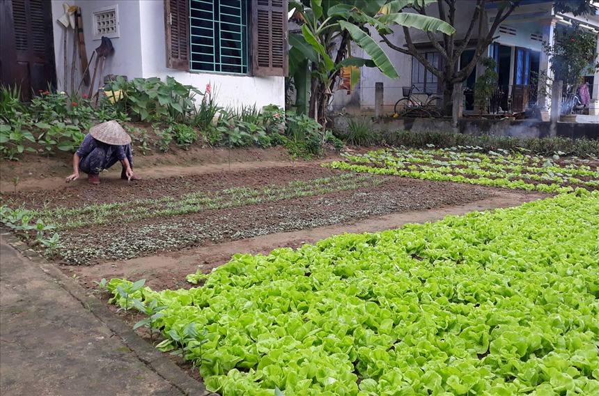 Câu chuyện vườn rau của mẹ sau Tết cứu vãn cả 1 cuộc hôn nhân - Ảnh 2.