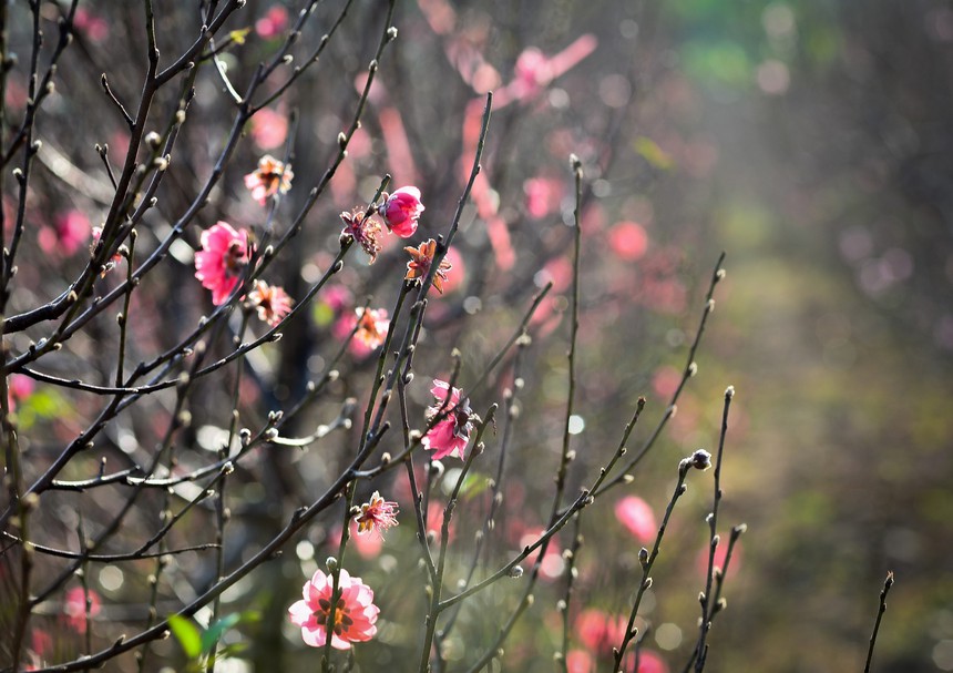 Chào tuần mới: Tết có qua nhanh? - Ảnh 1. Chào tuần mới: Tết có qua nhanh? - Ảnh 1.