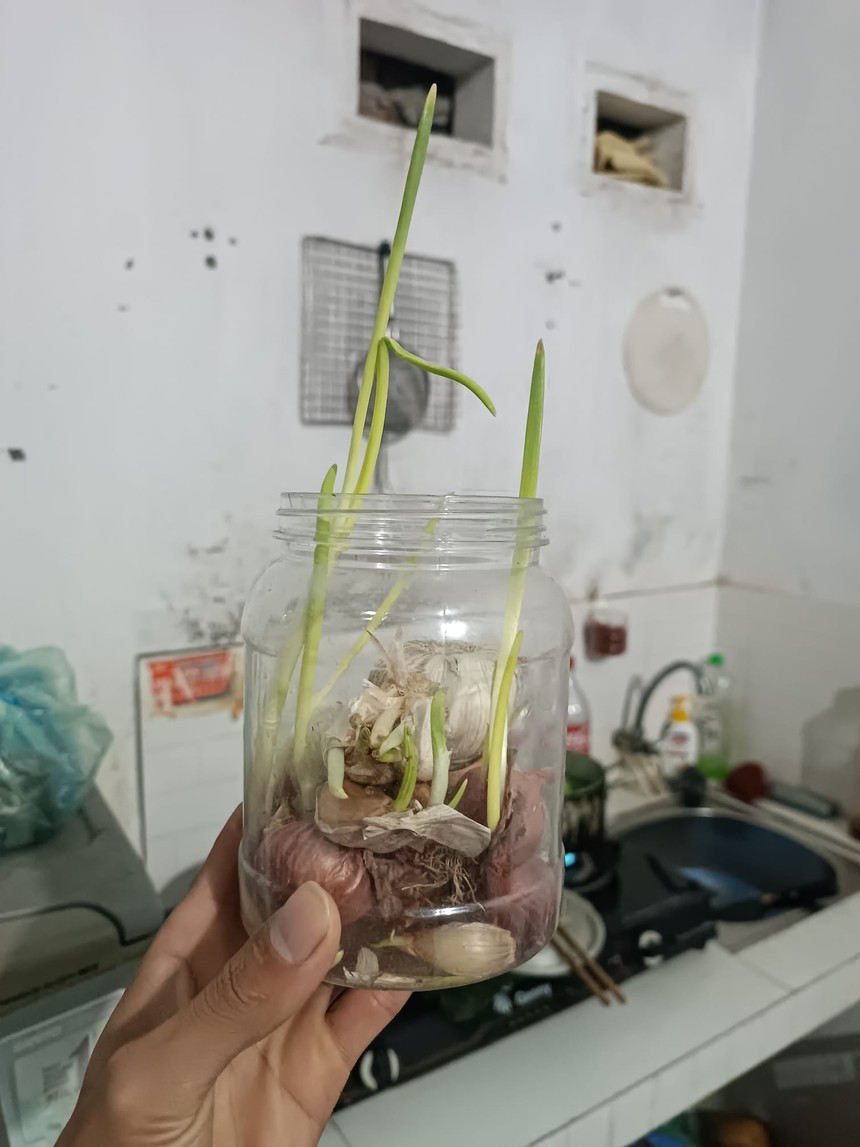 Ám ảnh kinh hoàng với series nồi cơm điện của sinh viên sau Tết: Nấm mốc mọc cao như núi, xuất hiện cả sinh vật lạ! - Ảnh 6. Ám ảnh kinh hoàng với series nồi cơm điện của sinh viên sau Tết: Nấm mốc mọc cao như núi, xuất hiện cả sinh vật lạ! - Ảnh 6.