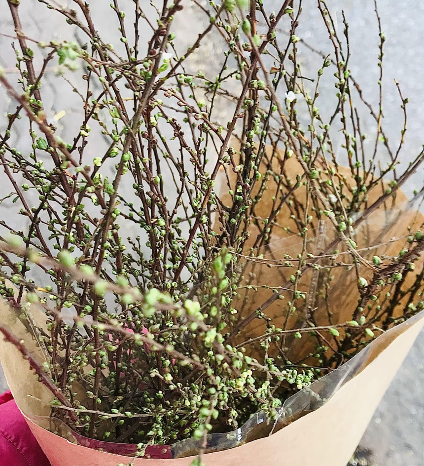 Loài hoa ''ngủ đông'' hút khách dịp Tết, chịu khó chăm hoa bung nụ cực đẹp  - Ảnh 5.