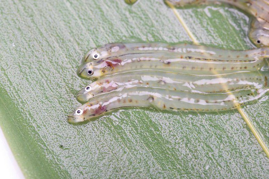 Dân mạng "sốc" với món đồ uống từ cá sống của Nhật Bản: Người nghe tên đã không dám thử nhưng có người lại… thích mê - Ảnh 4.