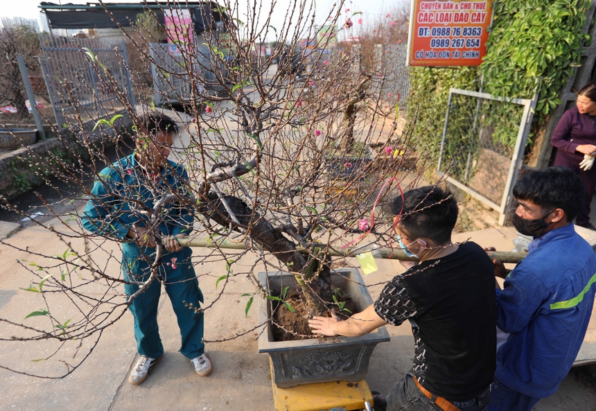 Làng đào Nhật Tân (Hà Nội) tất bật vào vụ Tết - Ảnh 9.